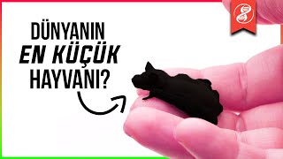 En Küçük Hayvanı Tanıyor Musunuz?