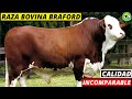 BRAHMAN❌HEREFORD (El Cruce Cárnico Más Completo Del Mundo)