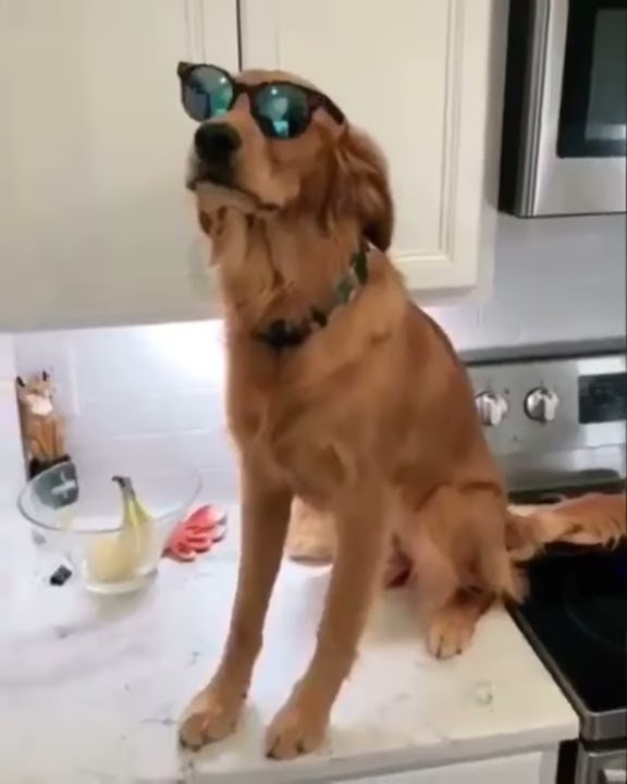 IT WASNT ME BY SHAGGY COVER BY DOG