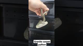 Granite carpet python attack#hivlog #snake #reptile #carpetpython #moreliaspilota #morelia Wealth