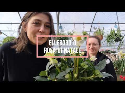 Video: Elleboro Nero (23 Foto): Descrizione Del Fiore, Semina E Cura, Consigli Per La Riproduzione. 