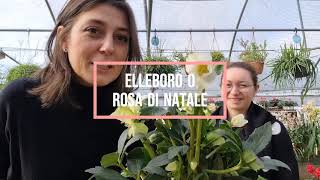 HELLEBORO, the CHRISTMAS ROSE: How to Care for It || Verdi e Contenti screenshot 5