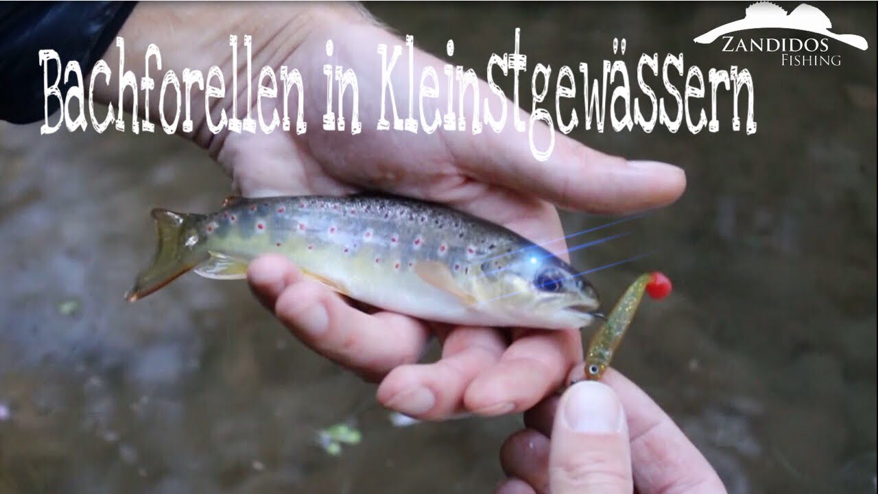 6 So fangt ihr Bachforellen im glasklaren Wasser Angeln Bach Forelle