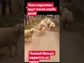 Вот так выглядят современные девушки которые ждут принца#рек #просмотры #врек #ржака #юмор #прикол