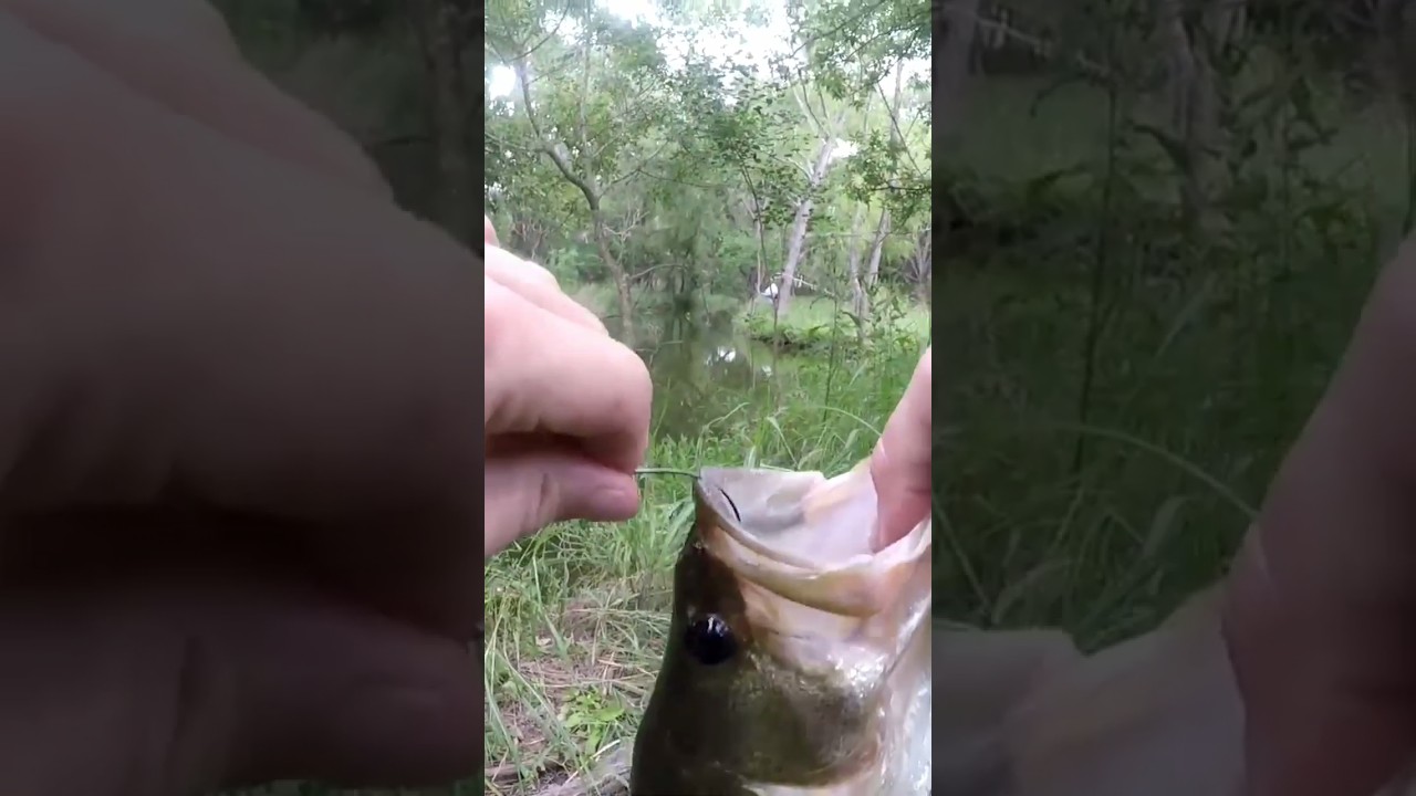 Bass Fishing a Small Creek 