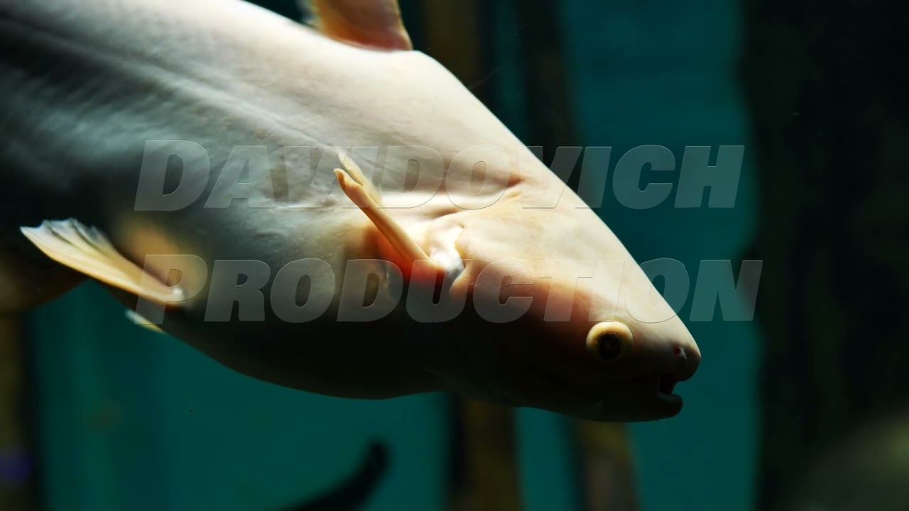Iridescent shark catfish swimming in dark aquarium water