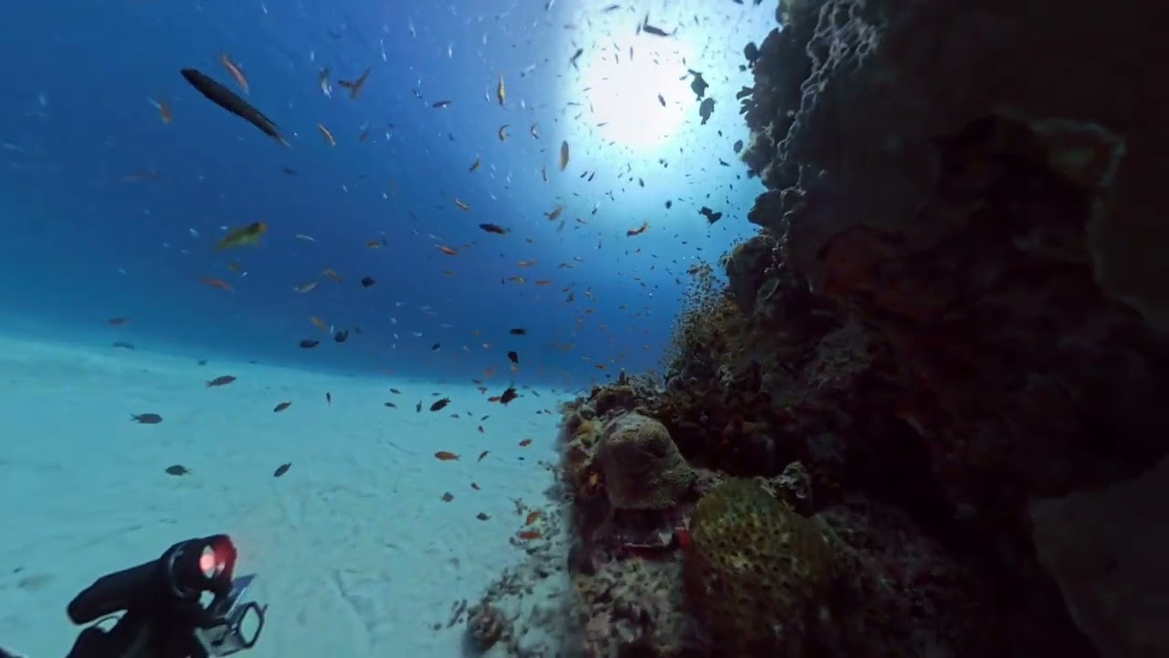 北浜 最後の根大きな 座間味ダイビング Insta360X5 - YouTube