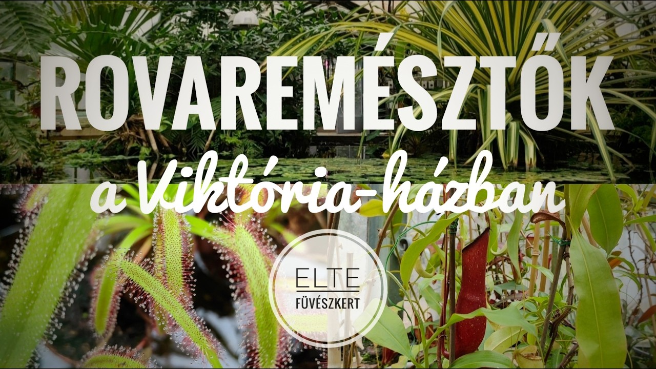 Rovaremésztők az ELTE Füvészkert Viktória-házában