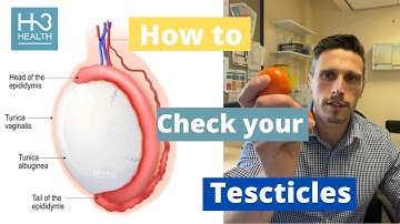 How to examine your testicles - all you need to know