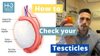 How to examine your testicles  all you need to know