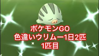 ポケモンgo 色違いウリムー 1日2匹捕獲 １匹目 Youtube