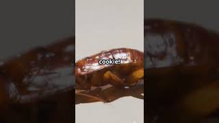 Crazy Cockroach Facts you won't believe!