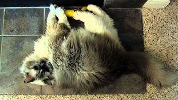 Tyco: Blue-Mitted Ragdoll Playing With Yeowww! Catnip Banana And Chirps And Sneezes