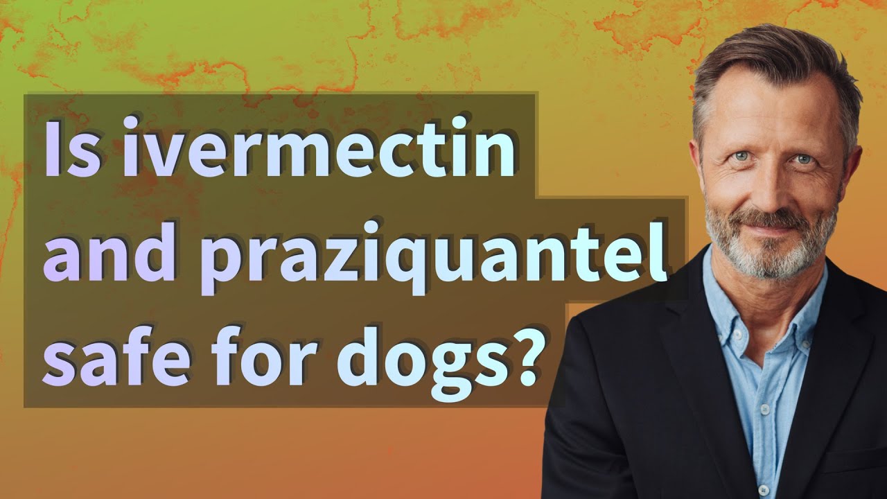 Is ivermectin and praziquantel safe for dogs? YouTube