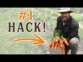The #1 Carrot Germination Hack that will Simplify Your Gardening (LESS WATERING!)
