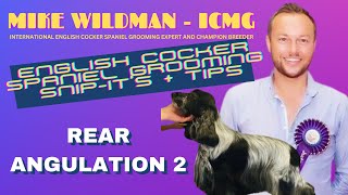 Mike Wildman's English Cocker Spaniel Grooming  Rear Angulation 2