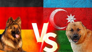 Alman Kurdu Vs Qurdbasar Kurtbasar Gurdbasar Köpekleri İti Öpek