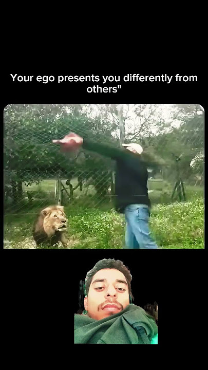 lion EGO 🔥 #lion #funny #ego #king #shorts #viralvideo