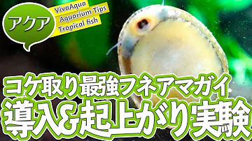 オスカーと苔取り貝の相性 Mp3 オスカーと苔取り貝の相性 Mp3
