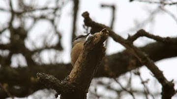 Nuthatch calling