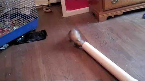 Ferrets