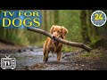 24 hours of dog tv  best music for dogs deep separation anxiety music to calm dogs new