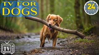 24 Hours of Dog TV & Best Music for Dogs: Deep Separation Anxiety Music to Calm Dogs! NEW