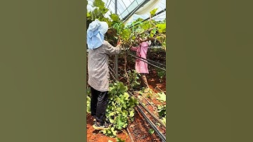 "Grape Tree Pruning 🍇 | Best Time & Method!" #grape #farming #satisfying