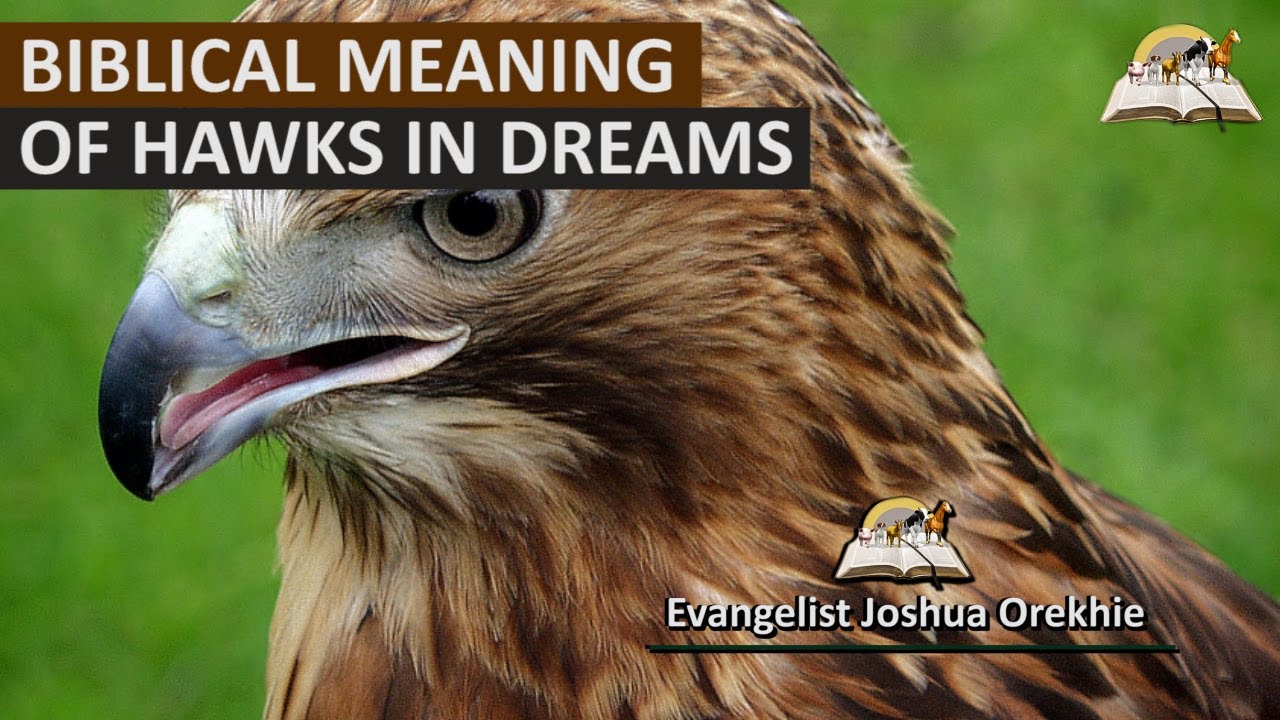 Bird of Prey Dream Meaning  Dream meanings, Dream dictionary, Spiritual  meaning of dreams