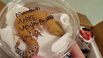 Huge Leopard Gecko Unboxing