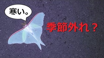 オオミズアオ Youtube オオミズアオ Youtube