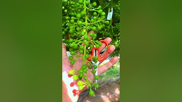 How prune grape🍇tree #farming#pruning#agriculture#satisfying #grape