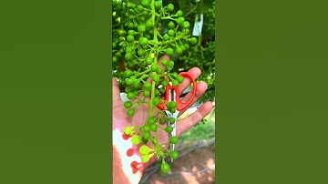 How prune grape🍇tree #farming#pruning#agriculture#satisfying #grape
