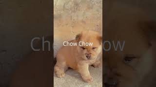 chow chow puppies.. #doglover #doglover #dog @AmazingDogsOfficial