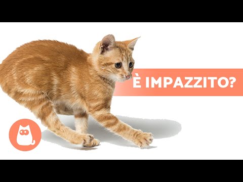 Video: Come realizzare un balcone a prova di gatto: 10 passaggi