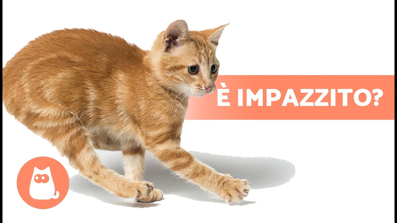 Perchè Il Gatto Corre Come Un Pazzo