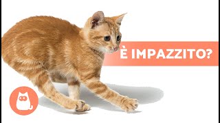 Perché il GATTO CORRE come un PAZZO per casa?  (3 cause e soluzioni)