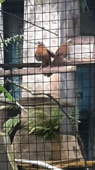 Wambi gacor birahi lagi