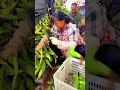 Short &amp; Catchy  Fast-Paced Fresh Corn Harvesting &amp; Trimming! 🌽
