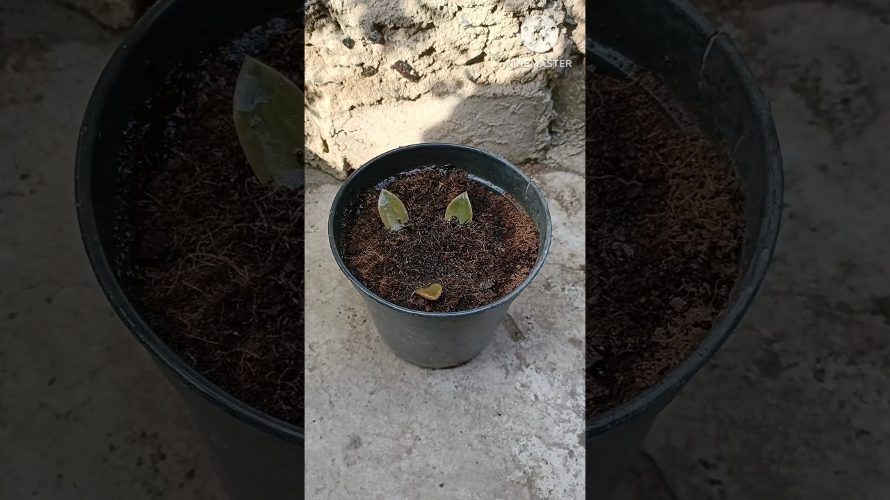 How to propagate succulents from leaves|| how to grow succulents from leaves 