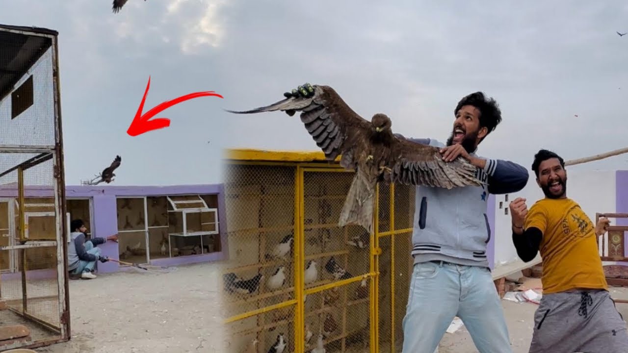 Eagle ko Finally pakar Liya 😳😳 || Easy eagle trap Using net || How to catch eagle ||