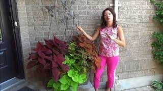 Shade Plant Container Inspiration using only Coleus