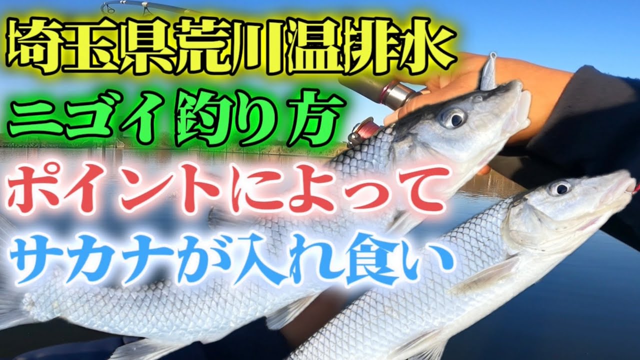［埼玉県荒川温排水］ニゴイ釣り方とポイントによってサカナかつく