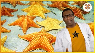 Starfish | The SCIENCE RAP Show