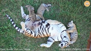 Фрося спит - дети едят :) Тигры Тайгана. Frosya sleeps - tiger cubs eat :) Taigan tigers. Фрося спит - дети едят :) Тигры Тайгана. Frosya sleeps - tiger cubs eat :) Taigan tigers.