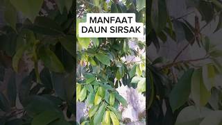 Obat herbal Penurunkan Asam Urat/Pengontrol Gula Darah/Penurun Kolesterol/Obat Masalah Pencernaan