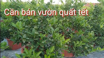 Quất tết 2022 trồng trên chậu nhựa, quất bonsai mini