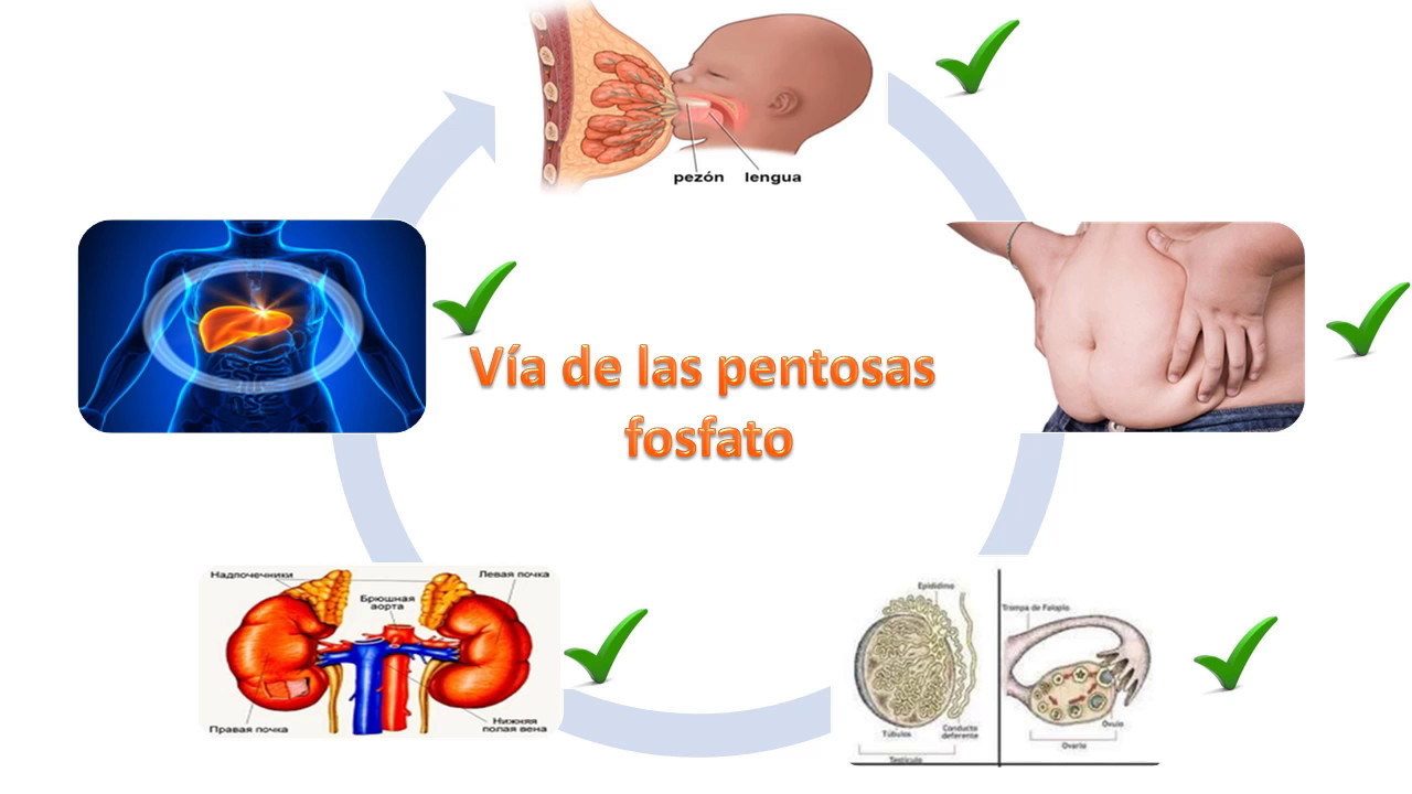 Cetosis ciclo de las pentosas