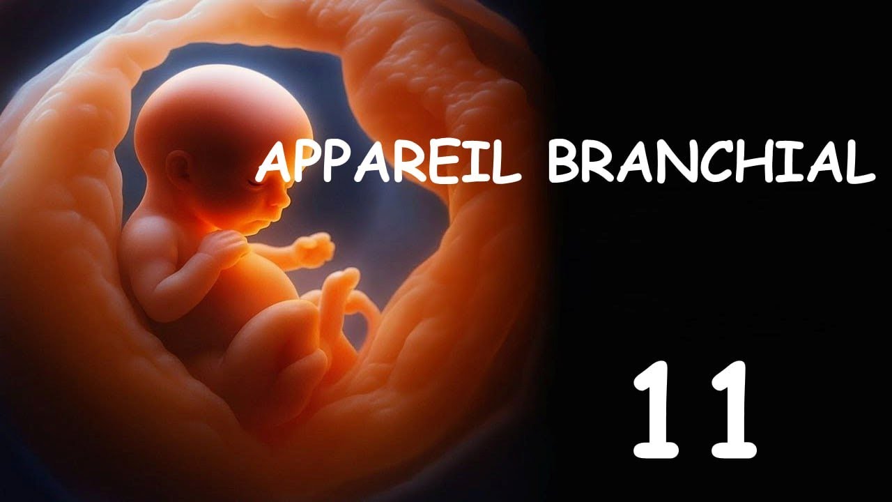 Embryologie (2025) : L'Appareil Branchial Par Abdellah