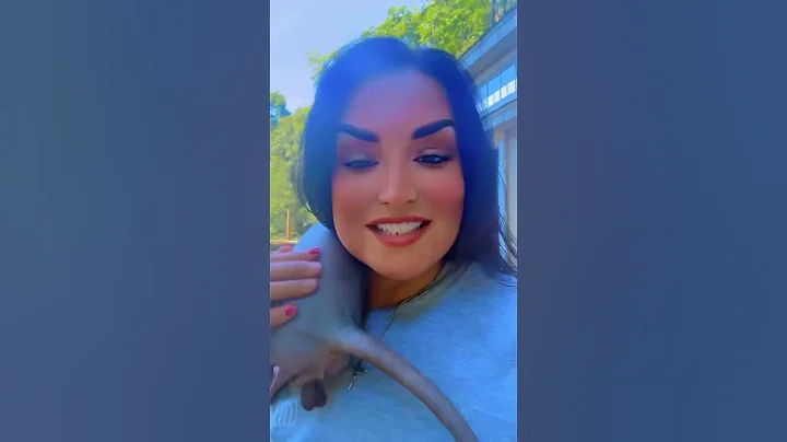 Video 10165641: adopt sphynx